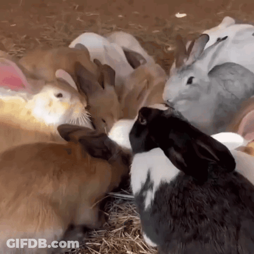 Rabbits Eating Hay, One Black And White GIF