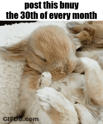 Rabbits Sleeping On Blanket Post This Bnuy The 30Th Of Every Month GIF