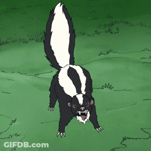 Rabid And Foaming On Mouth Skunk GIF