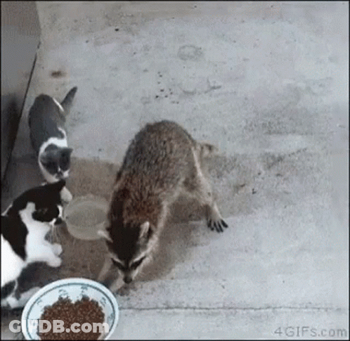 Raccoon And Two Cats Eating From Bowl GIF