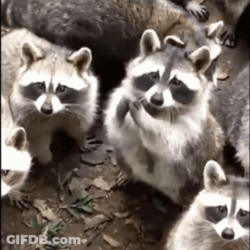 Raccoon Begging For Food GIF
