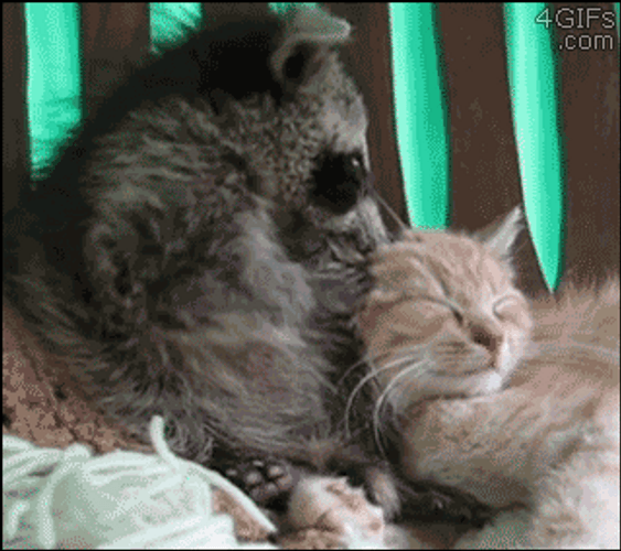 Raccoon Caressing Cat GIF