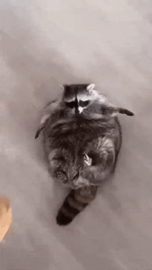 Raccoon Catching Bread GIF