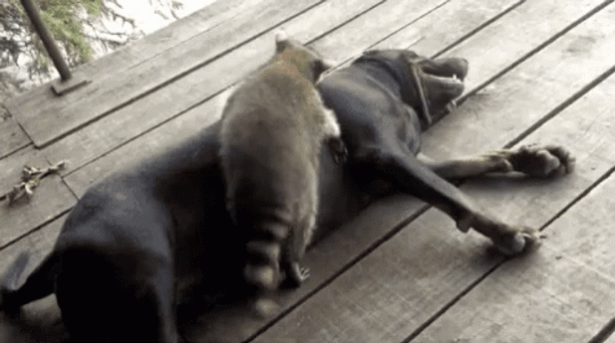 Raccoon Cuddle Dog Hug GIF