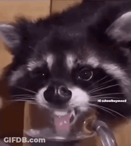 Raccoon Drinking Milk From Bottle GIF