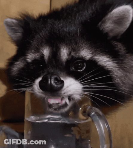 Raccoon Drinking Water From Glass GIF
