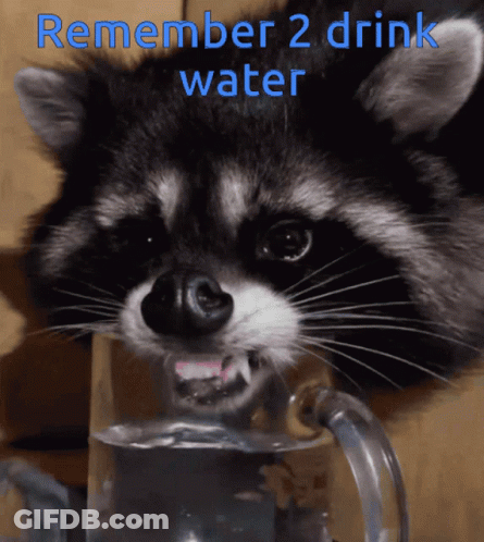 Raccoon Drinking Water Remember To Drink GIF