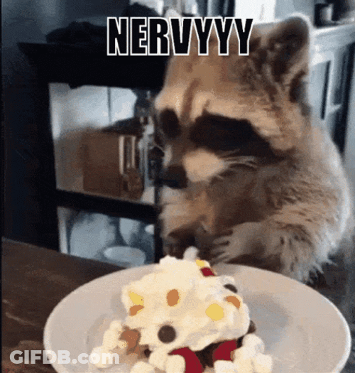 Raccoon Eating Berries And Cream GIF