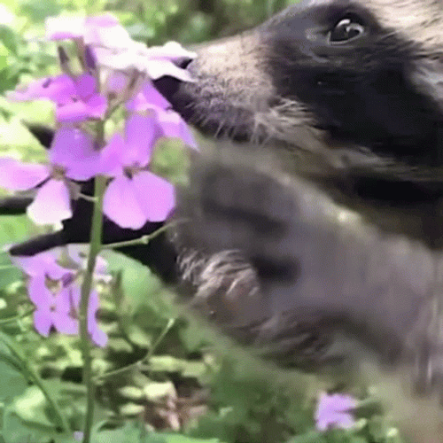 Raccoon Eating Flower GIF