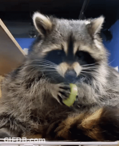Raccoon Eating Food GIF