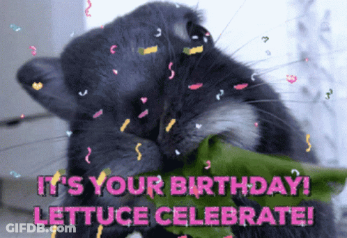 Raccoon Eating Lettuce With It's Your Birthday Lettuce Celebrate GIF