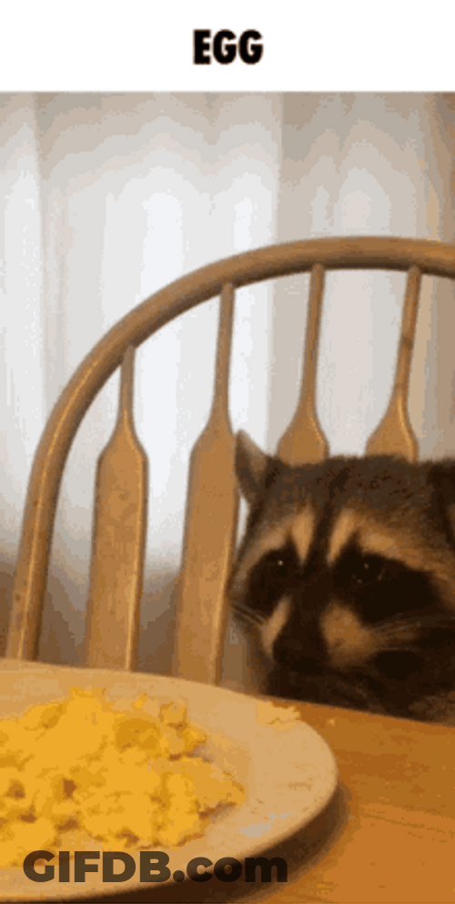 Raccoon Eating Scrambled Egg GIF