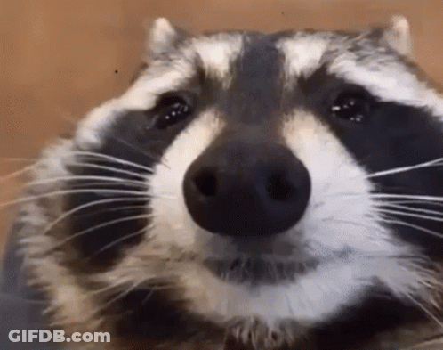 Raccoon Face Close Up Looking At Camera GIF