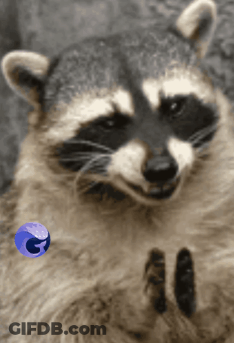 Raccoon Face Next To Firefox Icon GIF