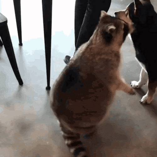 Raccoon Falling Down GIF