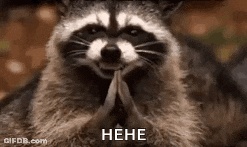 Raccoon Hehehe GIF