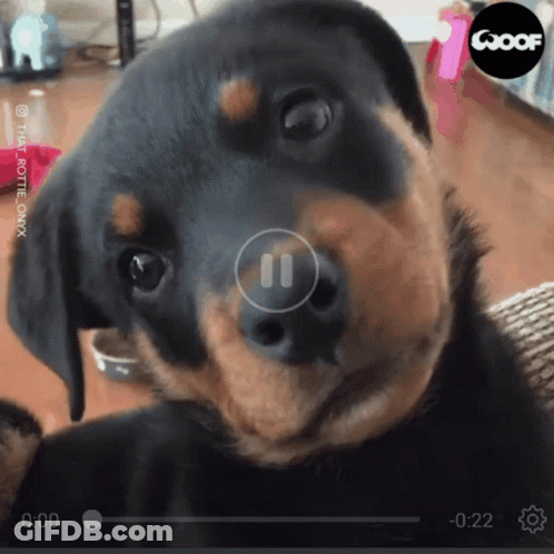 Raccoon Holding Baby Groot On Back GIF