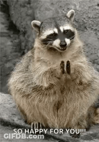 Raccoon Holding Star In Nose GIF