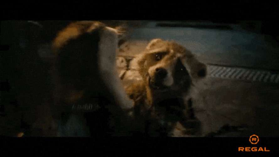 Raccoon Hug Rat Showering GIF
