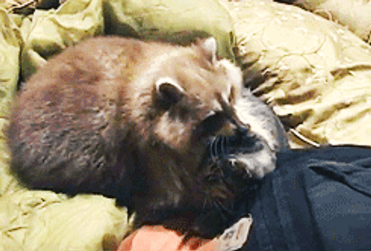 Raccoon Hugging Cat GIF