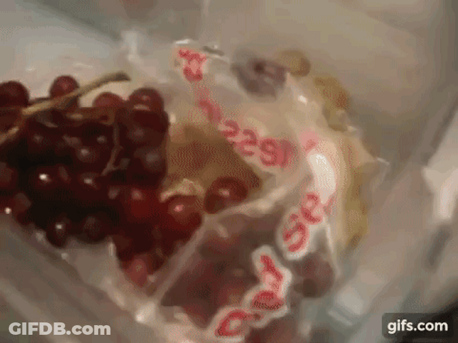 Raccoon Hurry Up Eating Grapes GIF