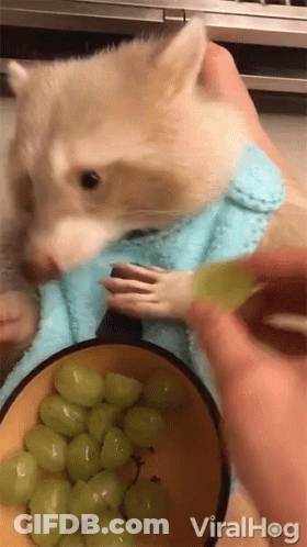 Raccoon In Blue Scarf Being Fed Grapes GIF