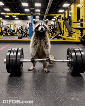 Raccoon In Gym Holding Barbell GIF