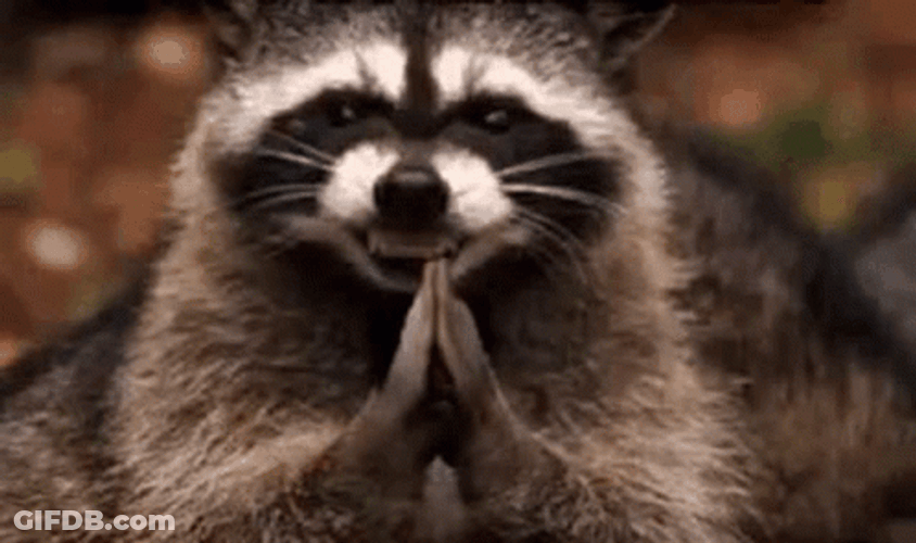 Raccoon Is Scheming GIF