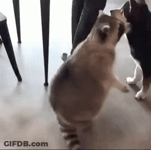 Raccoon Is So Full GIF