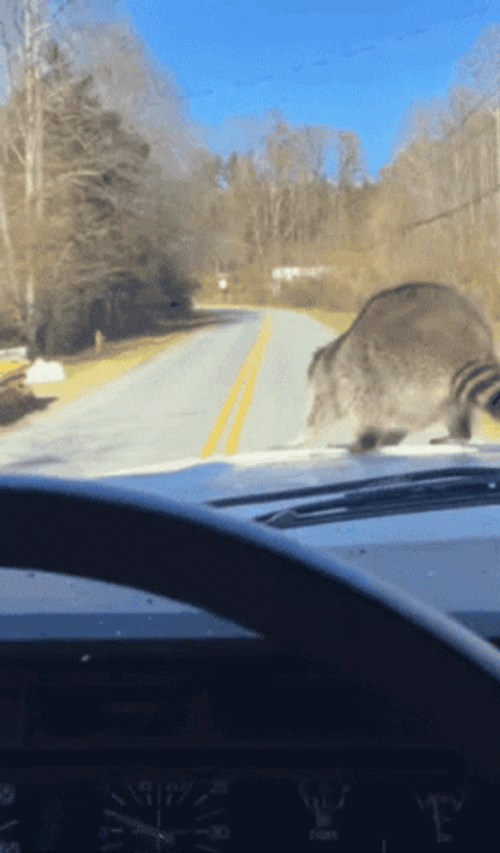 Raccoon Jumping Off Car GIF