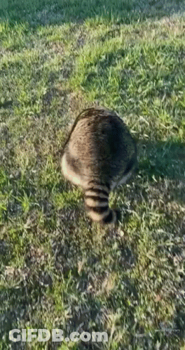 Raccoon Laying In Grass Looking At Something GIF