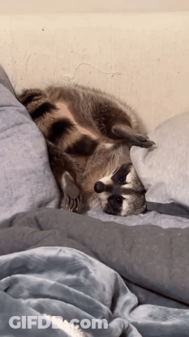 Raccoon Laying On Bed With Pillow GIF