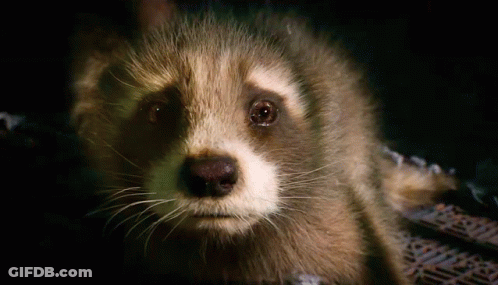 Raccoon Looking At Camera Black Background GIF