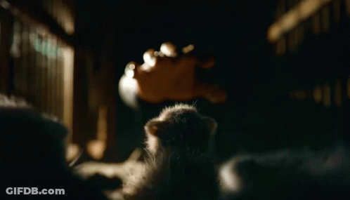 Raccoon Looking At Camera On Black Background GIF