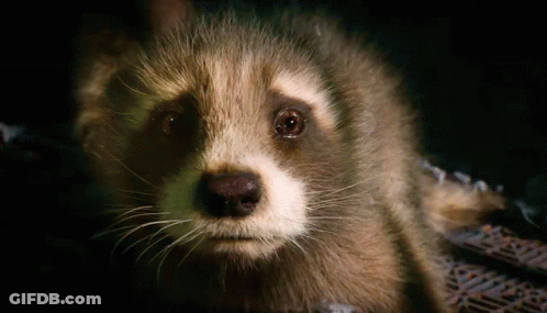 Raccoon Looking At Camera On Black Background GIF
