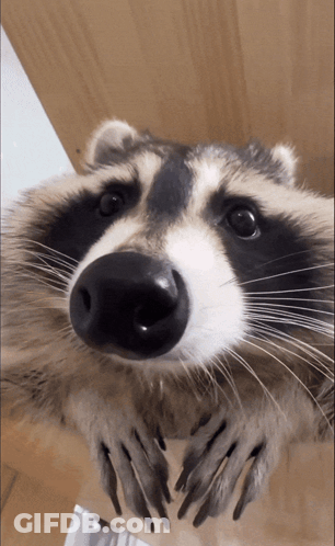 Raccoon Looking At Camera With Paws Up GIF