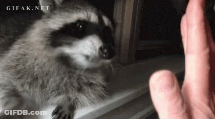 Raccoon Looking At Finger GIF