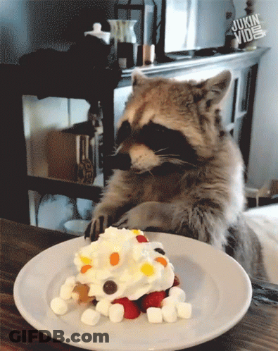 Raccoon Looking At Plate Of Food With Whipped Cream Berries And Marshmallows GIF