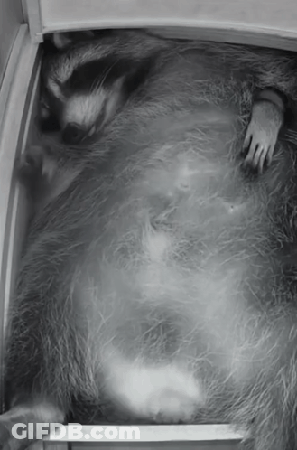 Raccoon Lying In A Box GIF