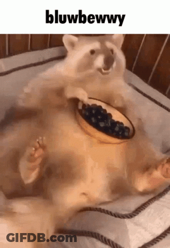 Raccoon Lying On Bed With Blueberries In Mouth GIF