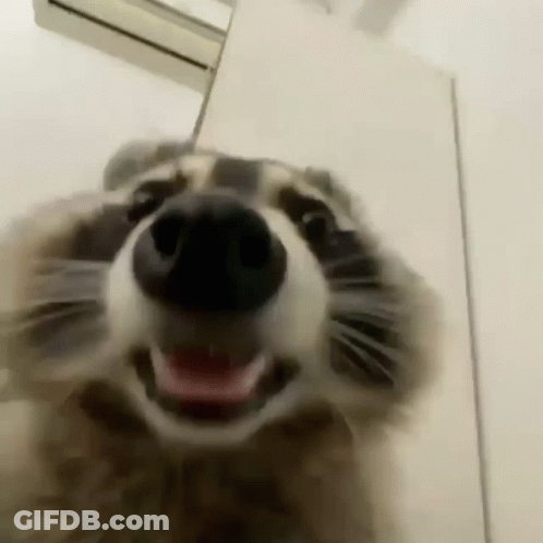 Raccoon Nose Close Up Looking At Camera GIF