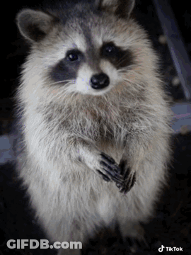 Raccoon On Hind Legs Looking At Camera TikTok GIF