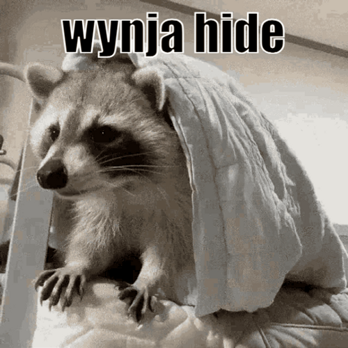 Raccoon On The Bed Wnyja Hide Hiding Meme GIF