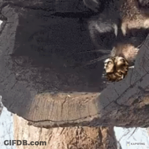 Raccoon Paw On Rock GIF