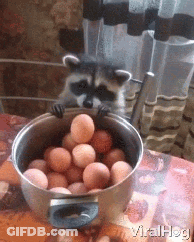 Raccoon Peeking Out Of Pot Of Eggs GIF