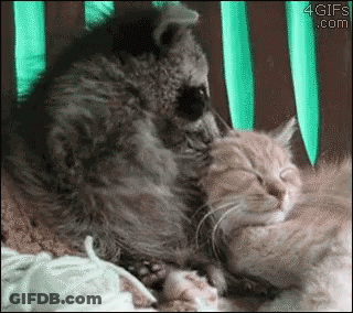 Raccoon Petting Kitten On Chair 4Gifs.com GIF