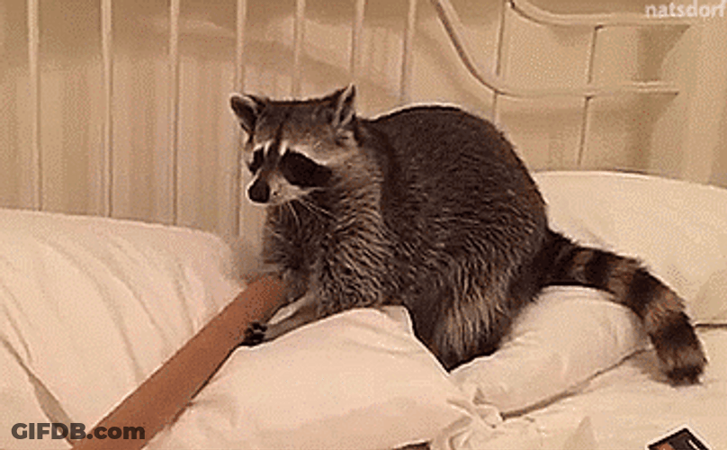 Raccoon Playing With Pole GIF