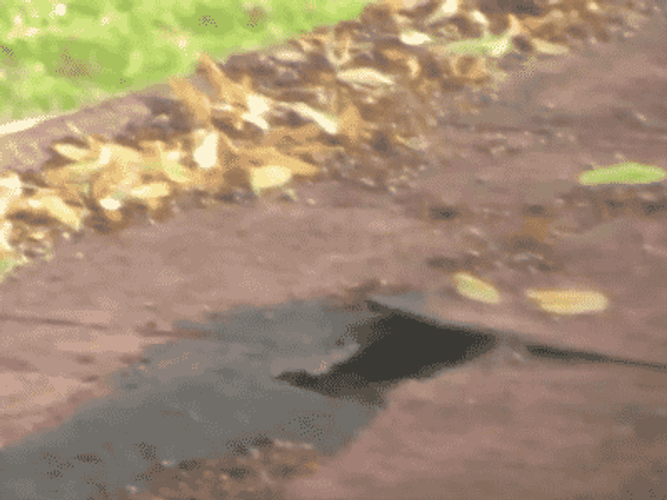 Raccoon Popping Head Sneaking GIF
