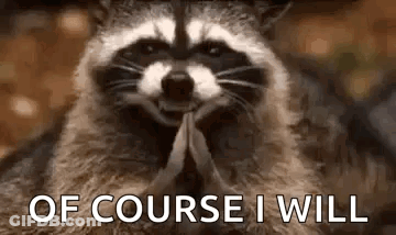 Raccoon Praying Of Course I Will GIF
