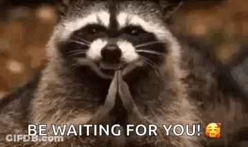 Raccoon Praying Saying Be Waiting For You GIF